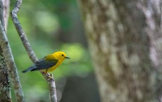 Prothonotary Warbler (IMAGE)