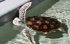 Baby Green Sea Turtle (IMAGE)