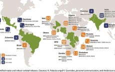 Biofortified Maize and Wheat (IMAGE)