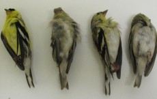 Goldfinches Collected from Modesto, Calif. (IMAGE)