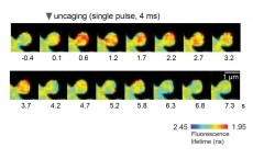 Novel Biosensor Can Report the CaMKII Activity that Is Dependent on Its Association with Calmodulin (IMAGE)