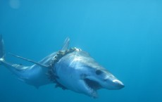 A Shark Entangled in Fishing Rope (IMAGE)