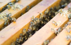 Honeybees (IMAGE)