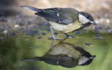 Great Tit Parus Major (IMAGE)