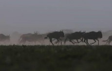 Wildebeest (IMAGE)