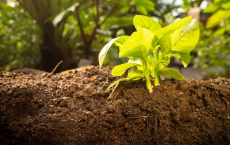 Fabricating Soils (IMAGE)