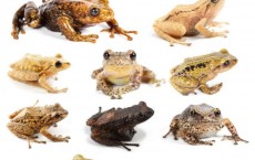 The New Species of Rain Frogs (IMAGE)