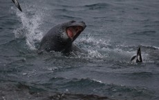 Leopard Seals (IMAGE)