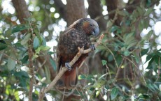 New Zealand Kaka (IMAGE)