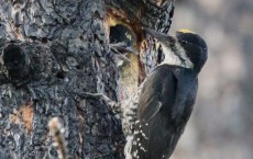 Black-Backed Woodpecker (IMAGE)