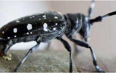 Asian Longhorned Beetle (IMAGE)