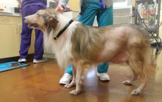 What causes hair loss in dogs? Here is the answer
