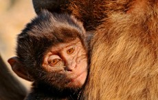 Gelada Baboon 