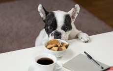Diet for a Pet: What You Need to Know