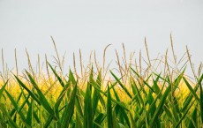 How to Improve Corn Yield - Things That Will Help 