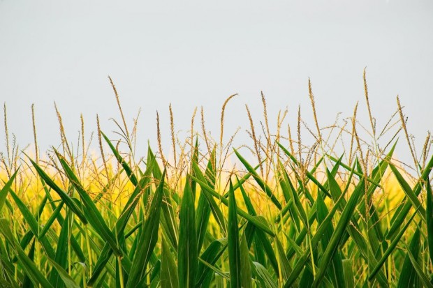 How to Improve Corn Yield - Things That Will Help 
