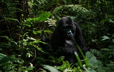A mother mountain gorilla and her juvenile