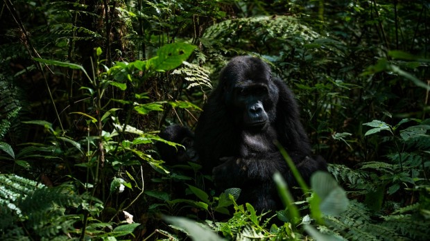 A mother mountain gorilla and her juvenile