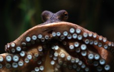 Giant Rare Pacific Octopus 