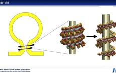 The pathway into the cell