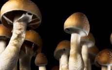 Mushrooms Create Their Own Wind To Spread Spores