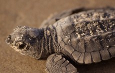 Kemp's Ridley Sea Turtle