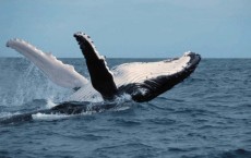 Humpback Whale