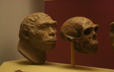 Homo erectus