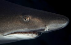 Sand Tiger Shark