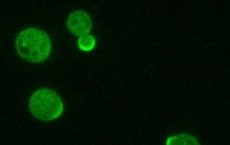 Membrane-bound Cdc42