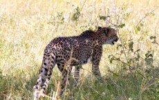 Humans Responsible for Plummeting Numbers of Cheetah in Wild 