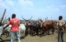 Growing Up on Livestock Farm Dramatically Lowers Risk of Inflammatory Bowel Disease 