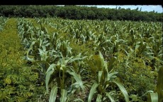 Maize field