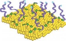 gold surface (in yellow) with carbene anchors (green) attaching polymer molecules 