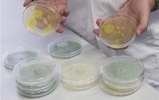 Many different fungal strains are used at the Vienna University of Technology
