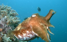 Cuttlefish