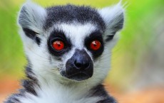 Lemur