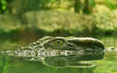 Crocodile