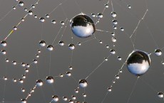 Spider Web