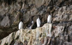 Guillemot