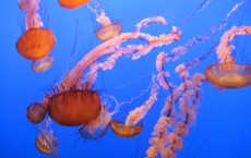 Jellyfish