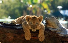 Lion Cub