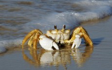 Common Shore Crabs