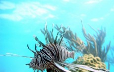 Lionfish