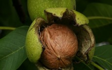 walnuts