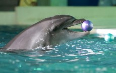 Dolphin