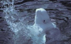 Beluga Whale