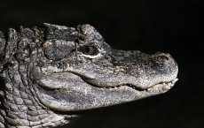 Chinese Alligator