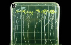 effects of hypobaric environments on the International Space Station determine plant growth in microgravity for long-duration space missions
