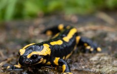 Salamander